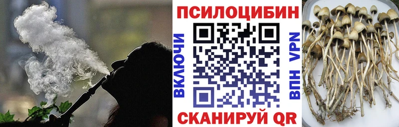 darknet клад  hydra зеркало  Бежецк  что такое наркотик  Псилоцибиновые грибы Psilocybine cubensis 